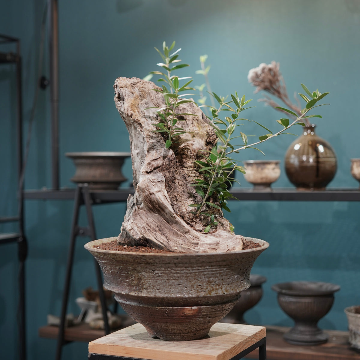 Mini  Old olive（古木オリーブ） ×小野瀬一 “archaic”