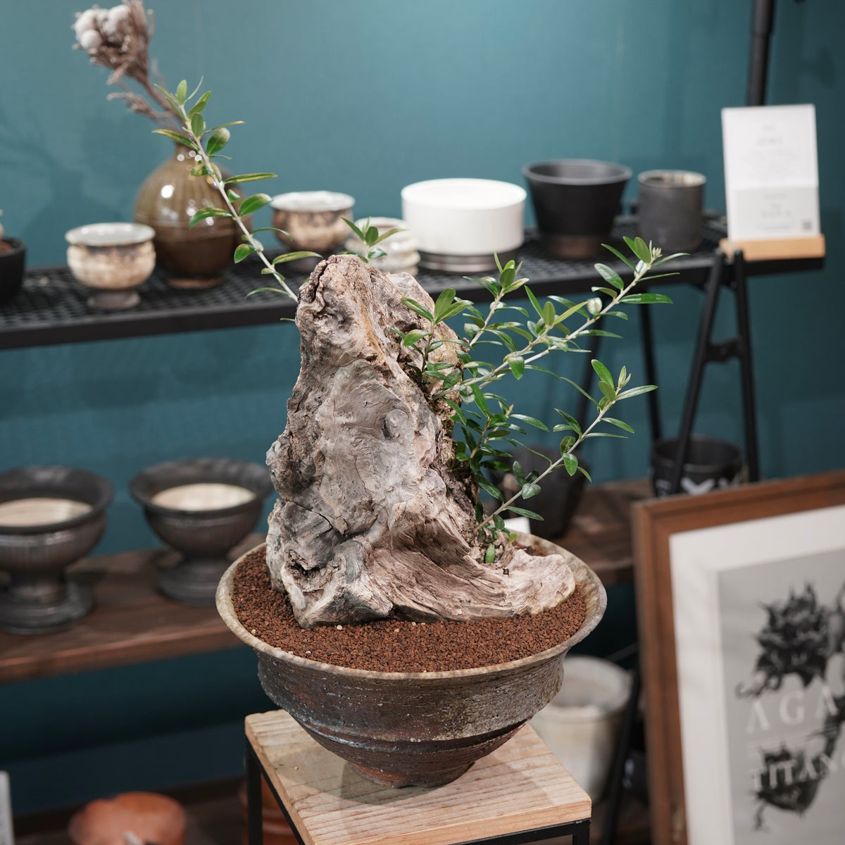 Mini  Old olive（古木オリーブ） ×小野瀬一 “archaic”