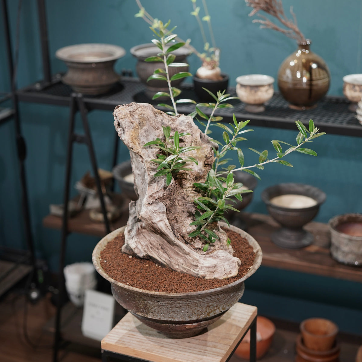 Mini  Old olive（古木オリーブ） ×小野瀬一 “archaic”