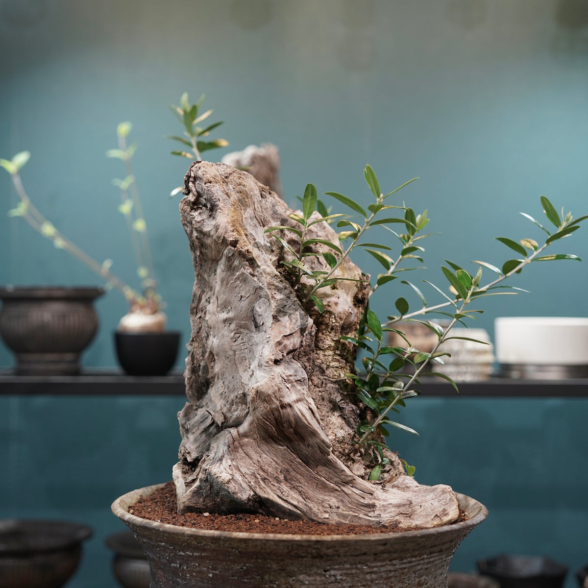 Mini  Old olive（古木オリーブ） ×小野瀬一 “archaic”