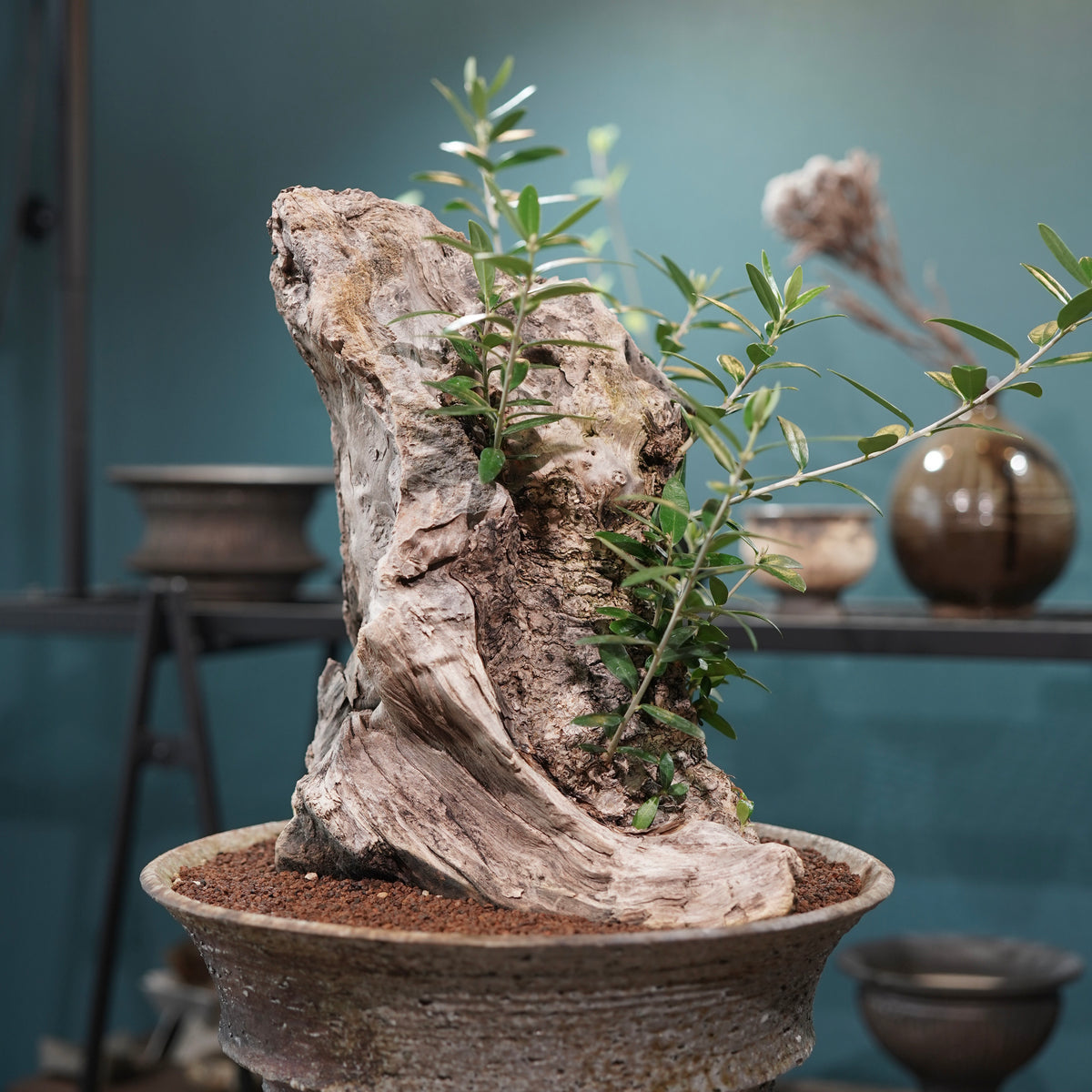 Mini  Old olive（古木オリーブ） ×小野瀬一 “archaic”