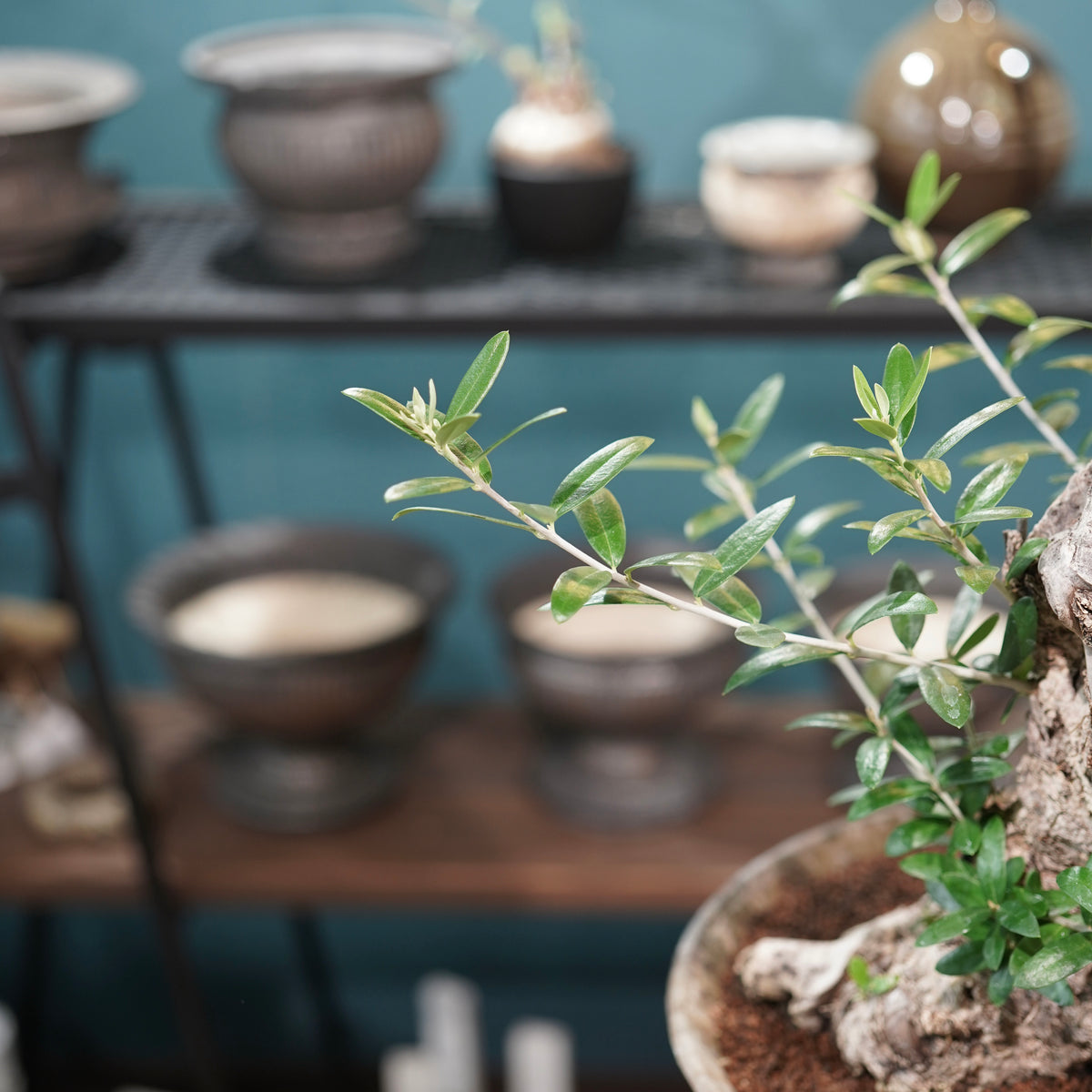 Mini  Old olive（古木オリーブ） ×小野瀬一 “archaic”