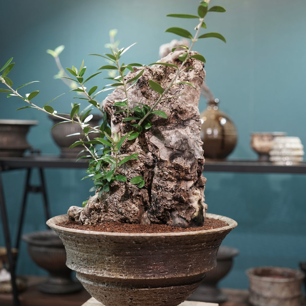 Mini  Old olive（古木オリーブ） ×小野瀬一 “archaic”