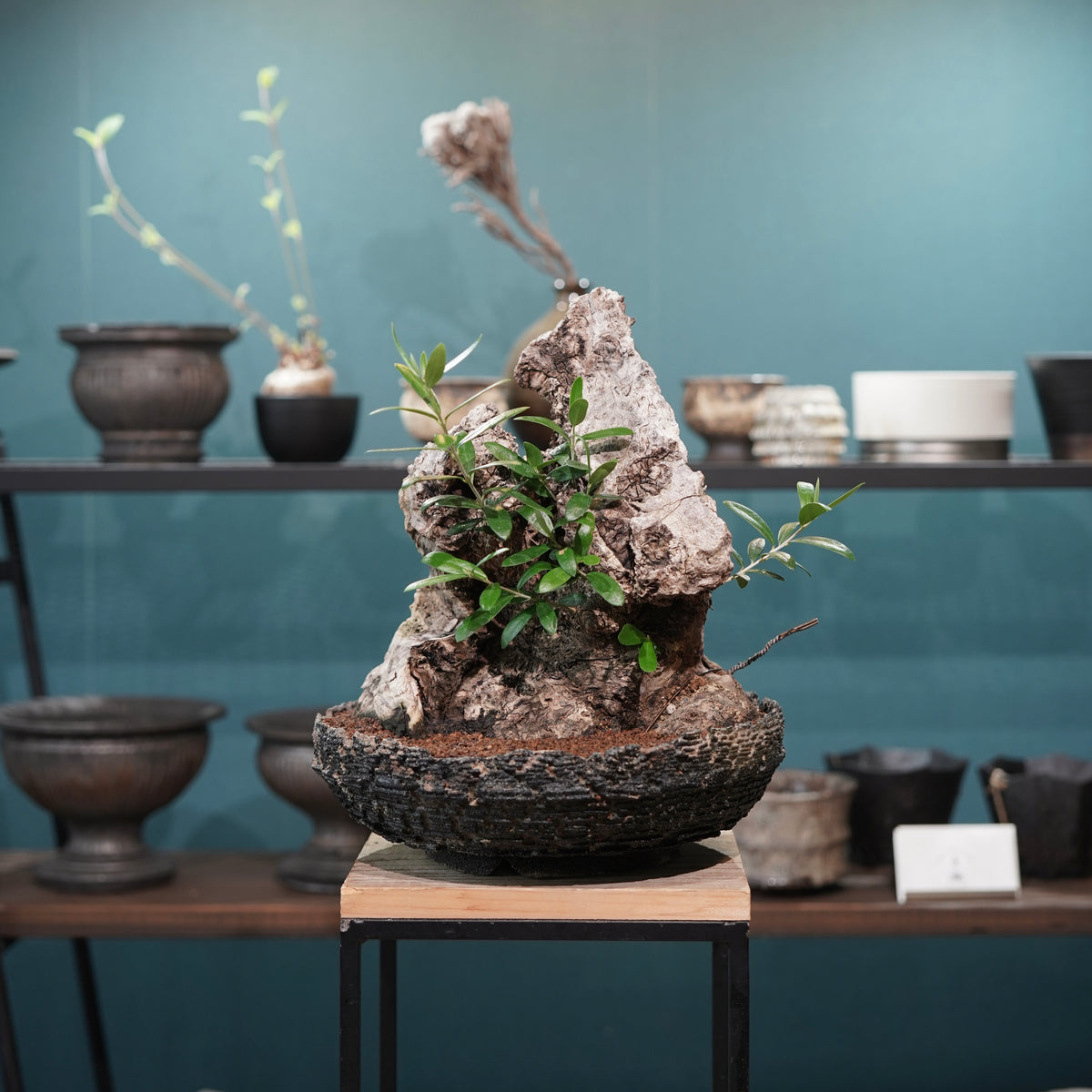 Mini-mini Old olive（古木オリーブ）× 宮島將實  "匣鉢穴窯灰埋焼成鉢"