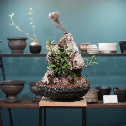 Mini-mini Old olive（古木オリーブ）× 宮島將實  "匣鉢穴窯灰埋焼成鉢"