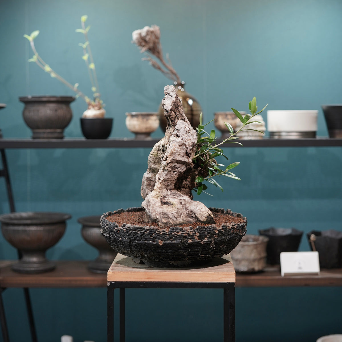 Mini-mini Old olive（古木オリーブ）× 宮島將實  "匣鉢穴窯灰埋焼成鉢"