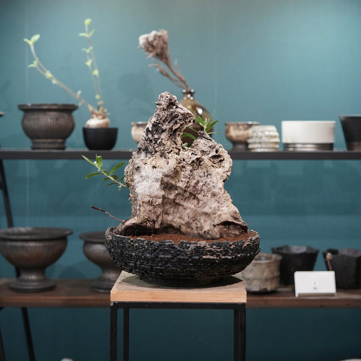 Mini-mini Old olive（古木オリーブ）× 宮島將實  "匣鉢穴窯灰埋焼成鉢"