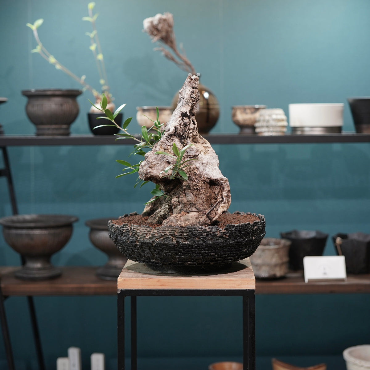 Mini-mini Old olive（古木オリーブ）× 宮島將實  "匣鉢穴窯灰埋焼成鉢"