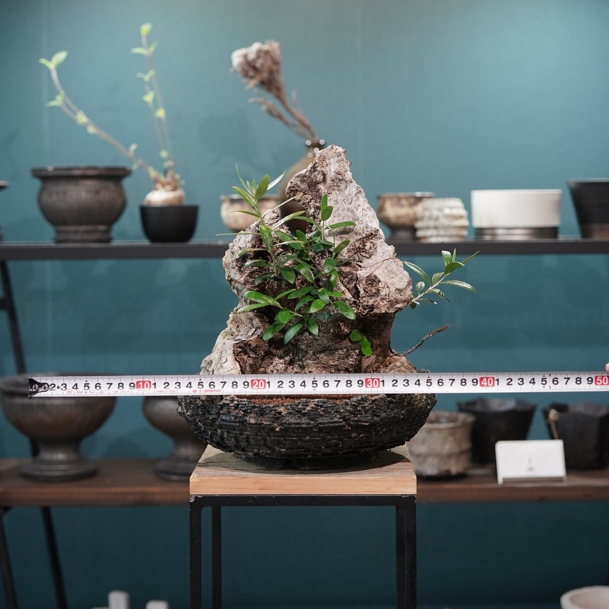 Mini-mini Old olive（古木オリーブ）× 宮島將實  "匣鉢穴窯灰埋焼成鉢"