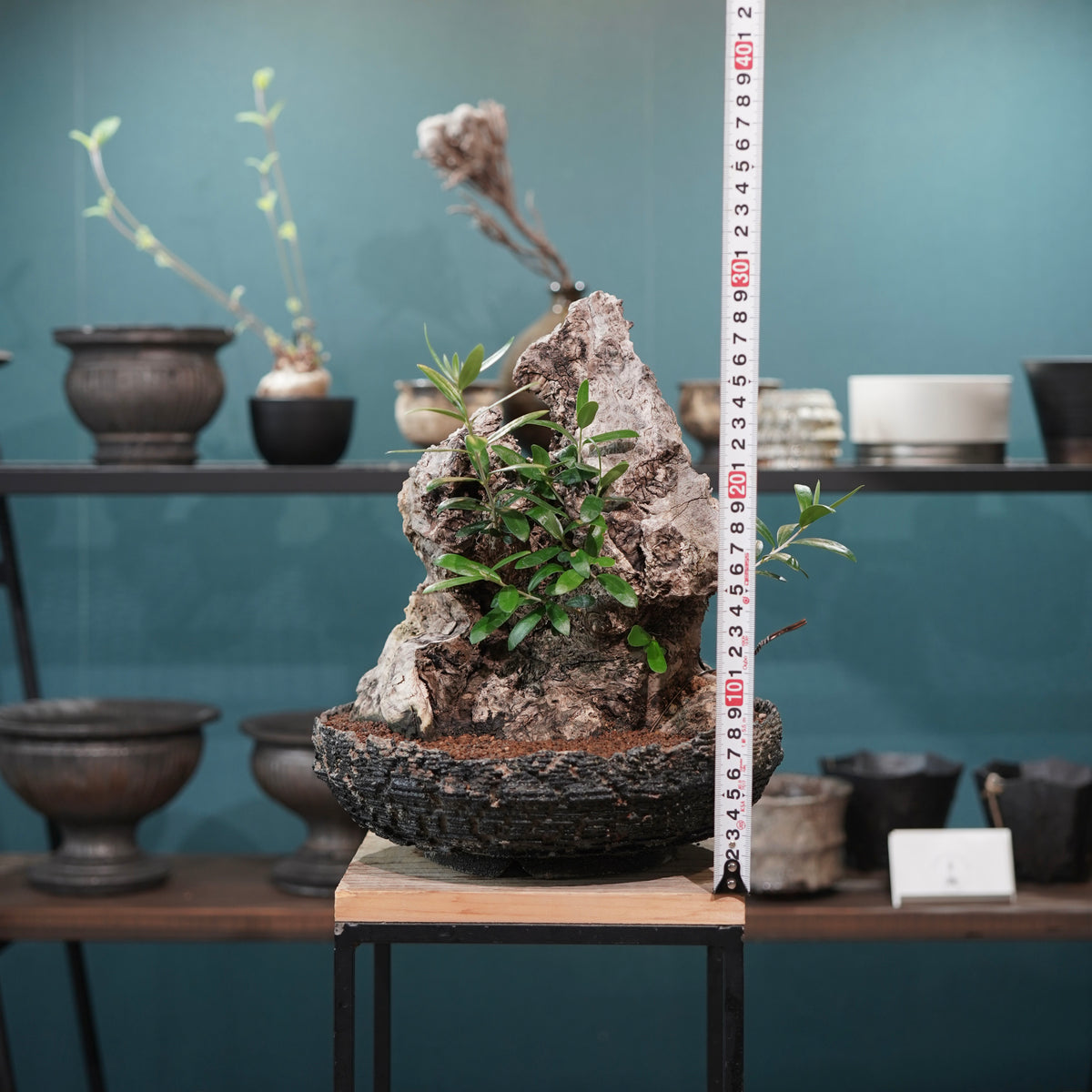 Mini-mini Old olive（古木オリーブ）× 宮島將實  "匣鉢穴窯灰埋焼成鉢"