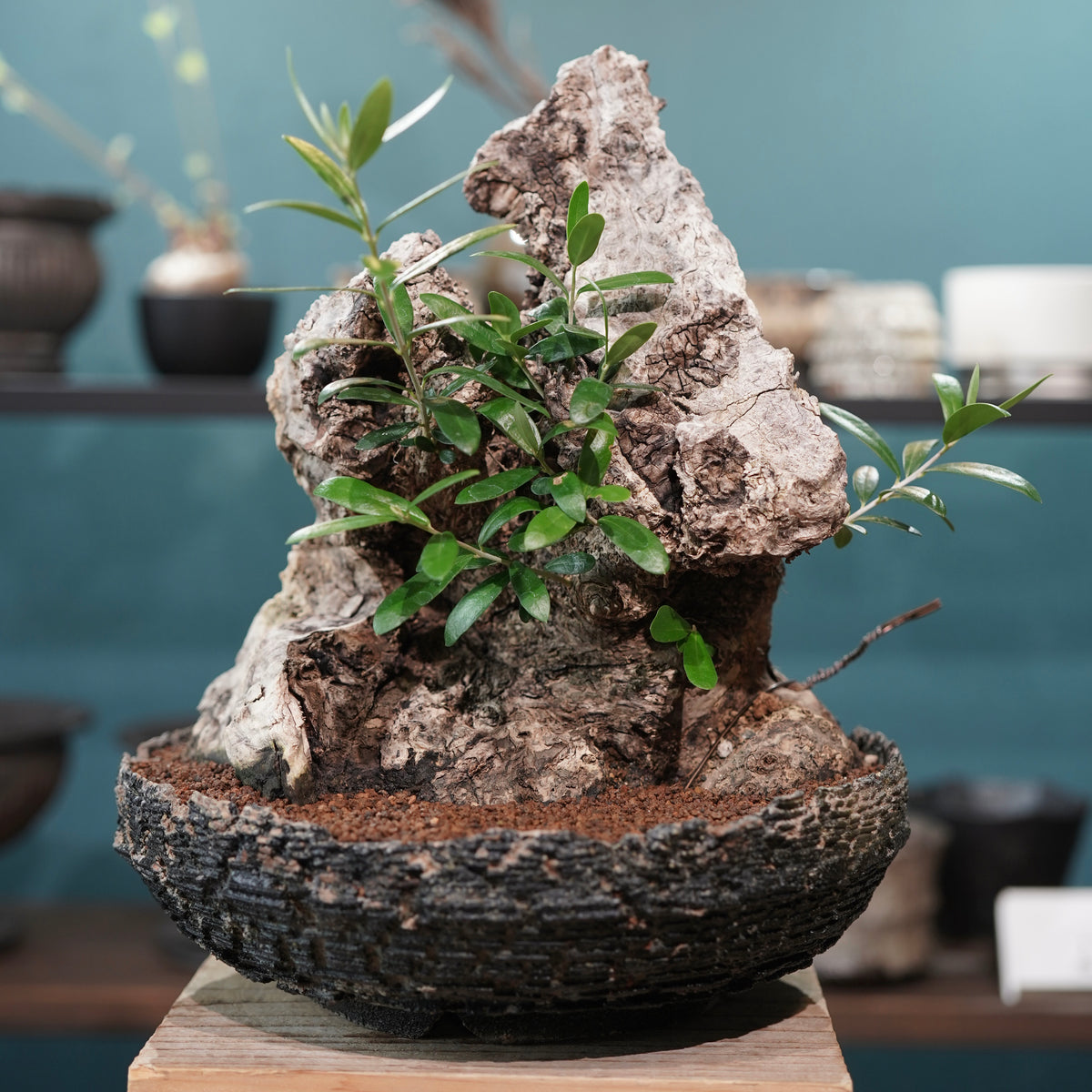 Mini-mini Old olive（古木オリーブ）× 宮島將實  "匣鉢穴窯灰埋焼成鉢"