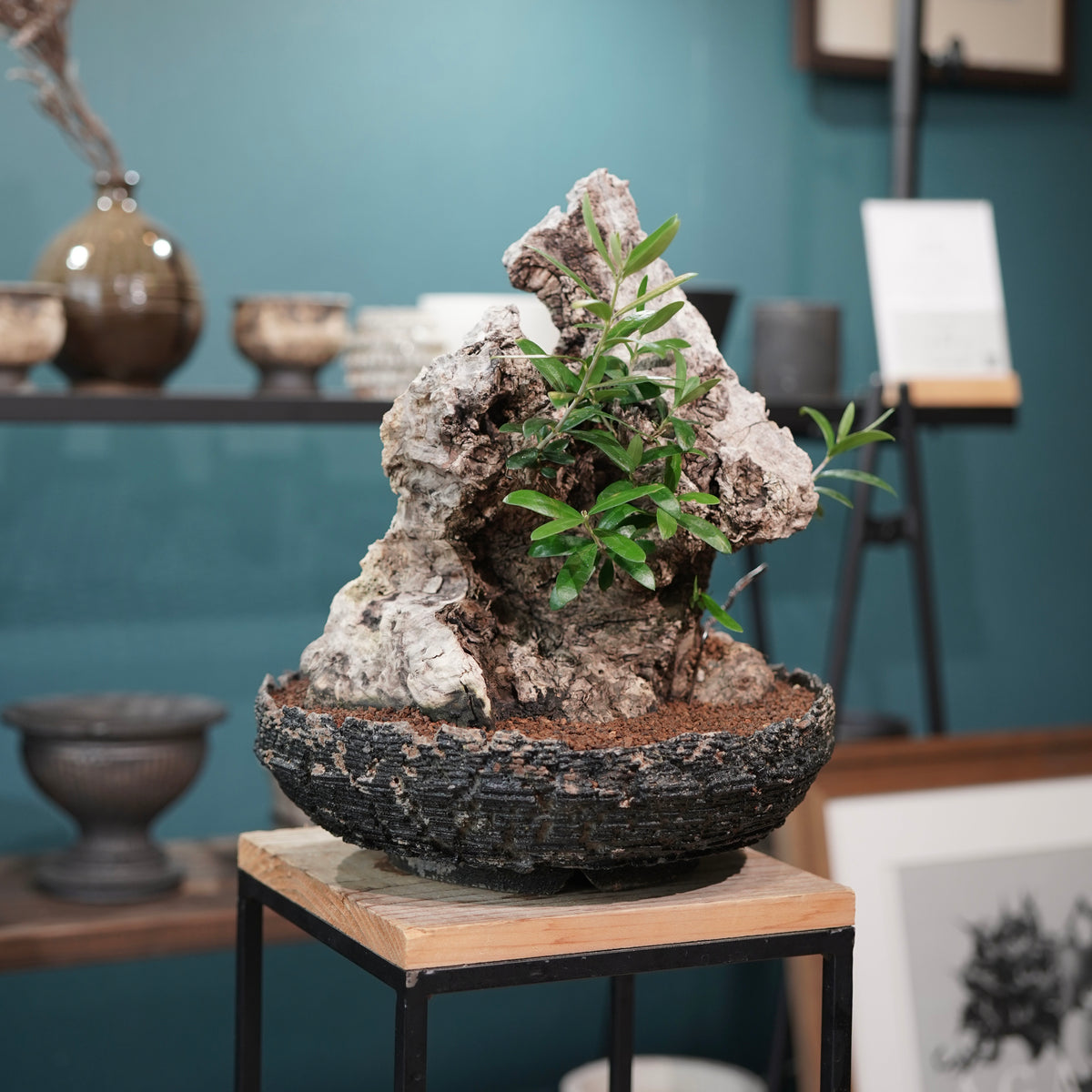 Mini-mini Old olive（古木オリーブ）× 宮島將實  "匣鉢穴窯灰埋焼成鉢"