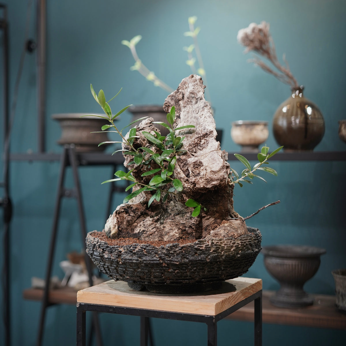 Mini-mini Old olive（古木オリーブ）× 宮島將實  "匣鉢穴窯灰埋焼成鉢"