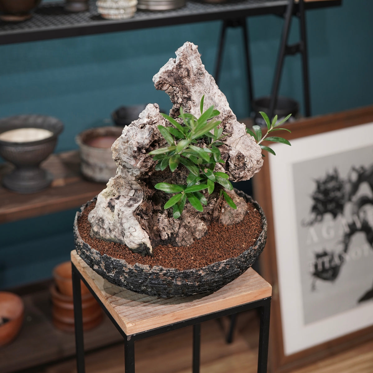 Mini-mini Old olive（古木オリーブ）× 宮島將實  "匣鉢穴窯灰埋焼成鉢"