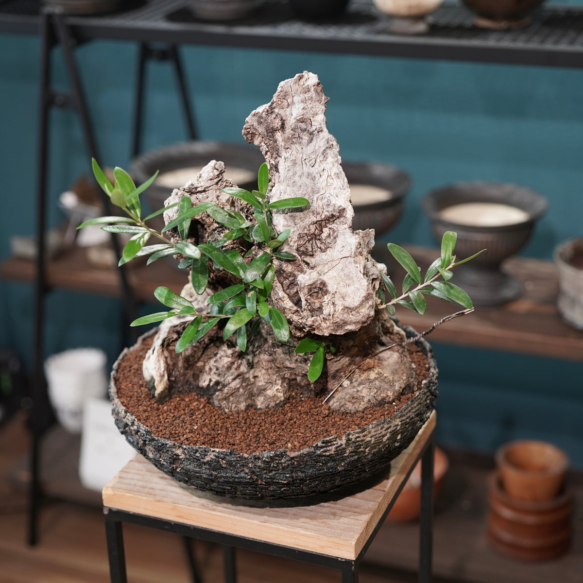 Mini-mini Old olive（古木オリーブ）× 宮島將實  "匣鉢穴窯灰埋焼成鉢"