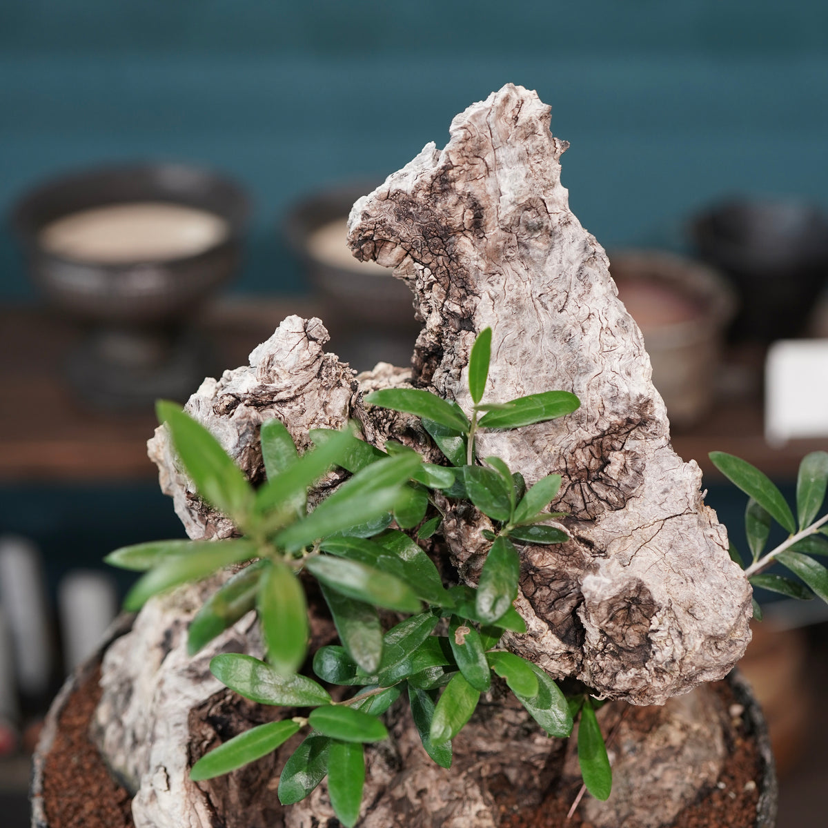 Mini-mini Old olive（古木オリーブ）× 宮島將實  "匣鉢穴窯灰埋焼成鉢"