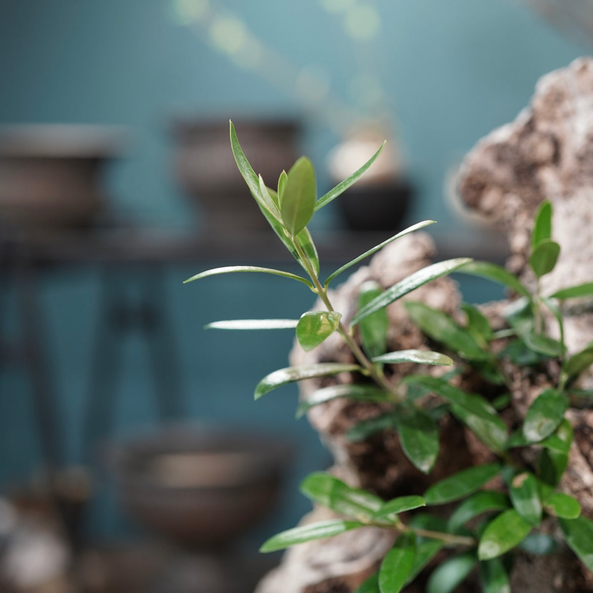 Mini-mini Old olive（古木オリーブ）× 宮島將實  "匣鉢穴窯灰埋焼成鉢"