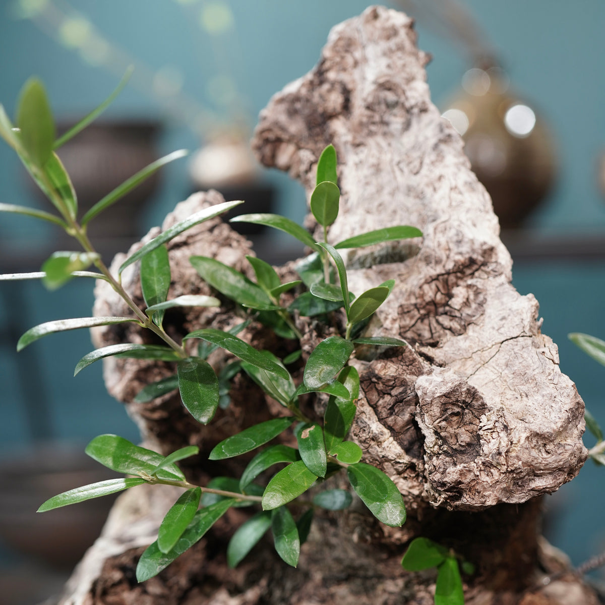 Mini-mini Old olive（古木オリーブ）× 宮島將實  "匣鉢穴窯灰埋焼成鉢"