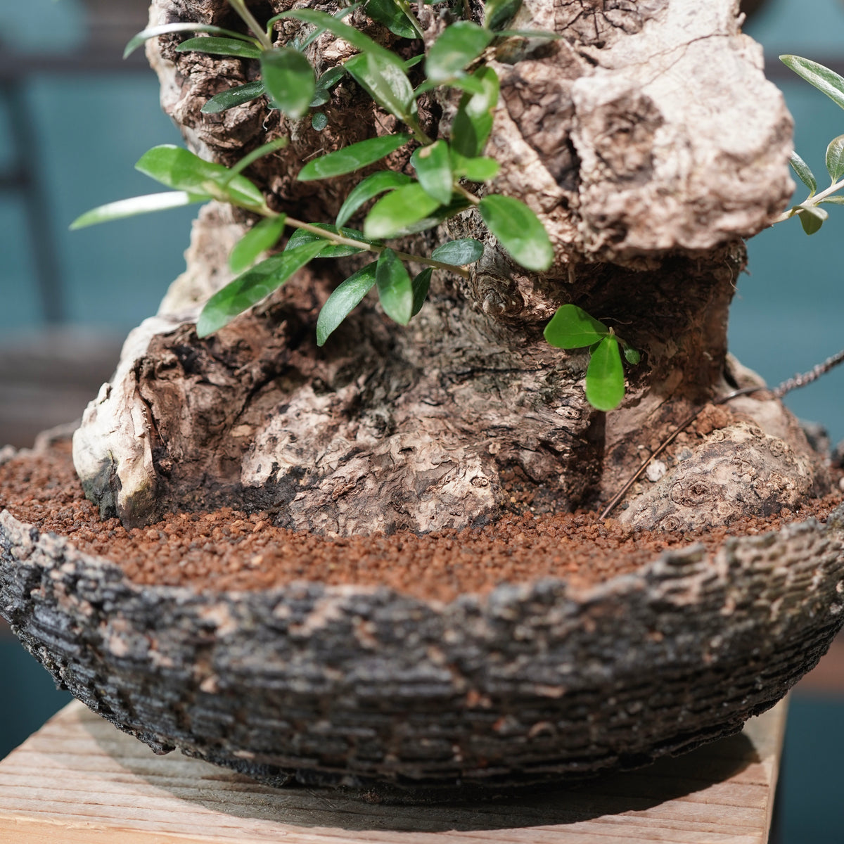 Mini-mini Old olive（古木オリーブ）× 宮島將實  "匣鉢穴窯灰埋焼成鉢"