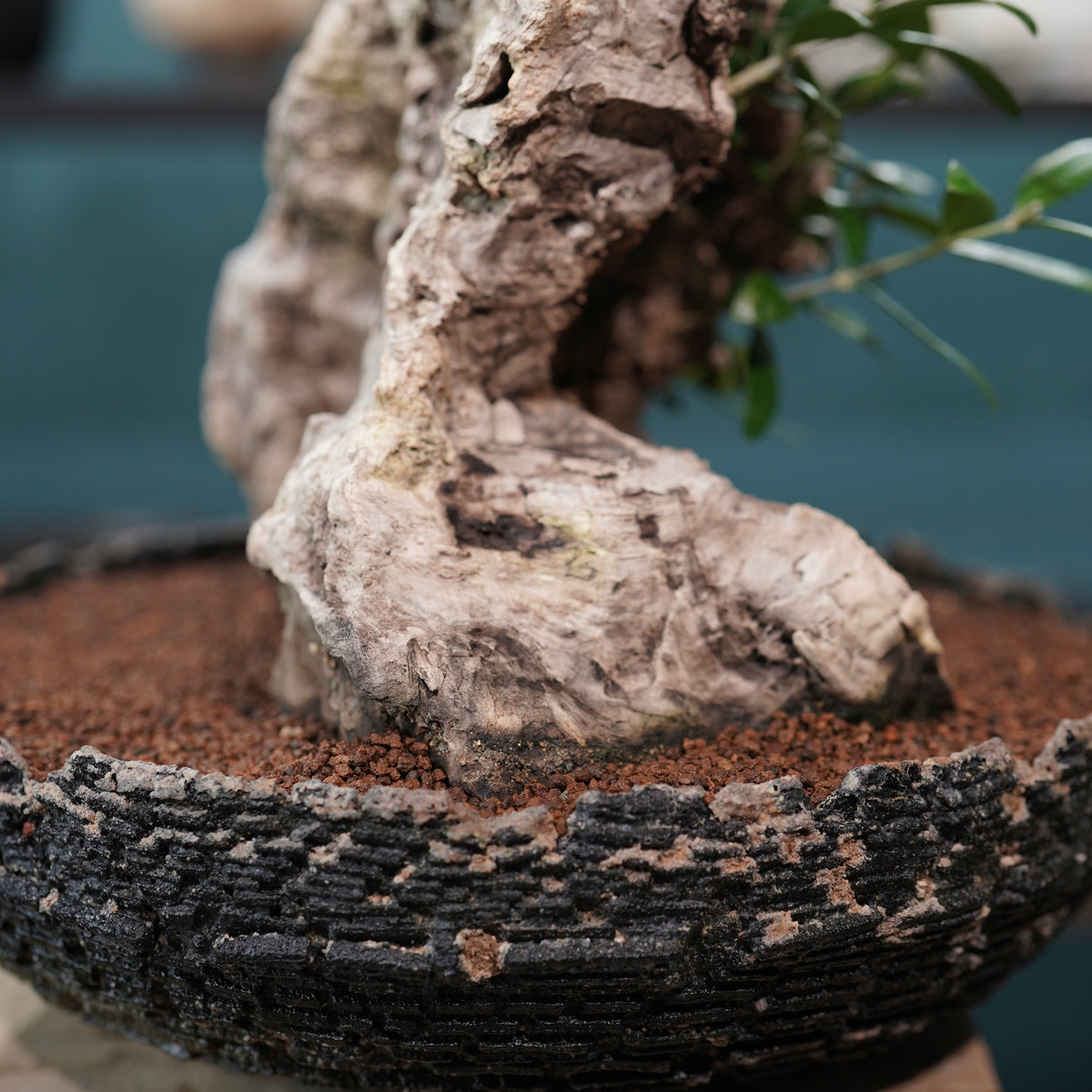 Mini-mini Old olive（古木オリーブ）× 宮島將實  "匣鉢穴窯灰埋焼成鉢"