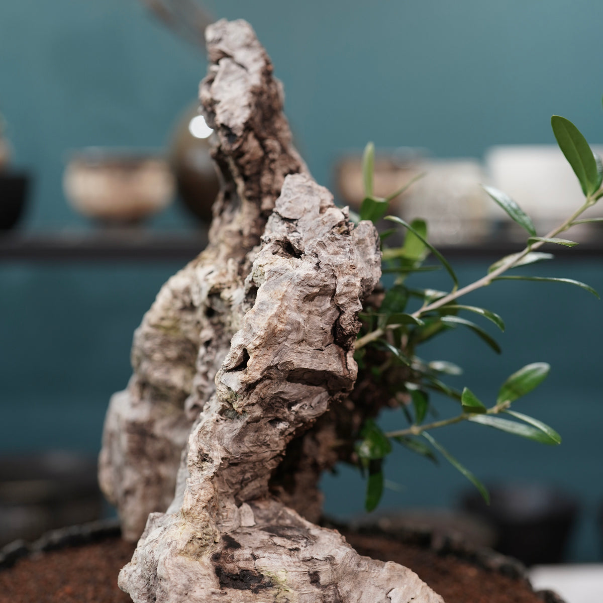 Mini-mini Old olive（古木オリーブ）× 宮島將實  "匣鉢穴窯灰埋焼成鉢"