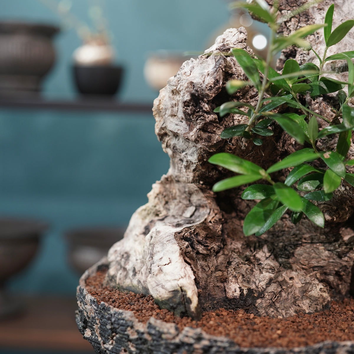 Mini-mini Old olive（古木オリーブ）× 宮島將實  "匣鉢穴窯灰埋焼成鉢"