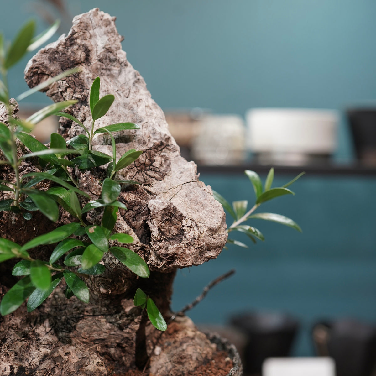 Mini-mini Old olive（古木オリーブ）× 宮島將實  "匣鉢穴窯灰埋焼成鉢"