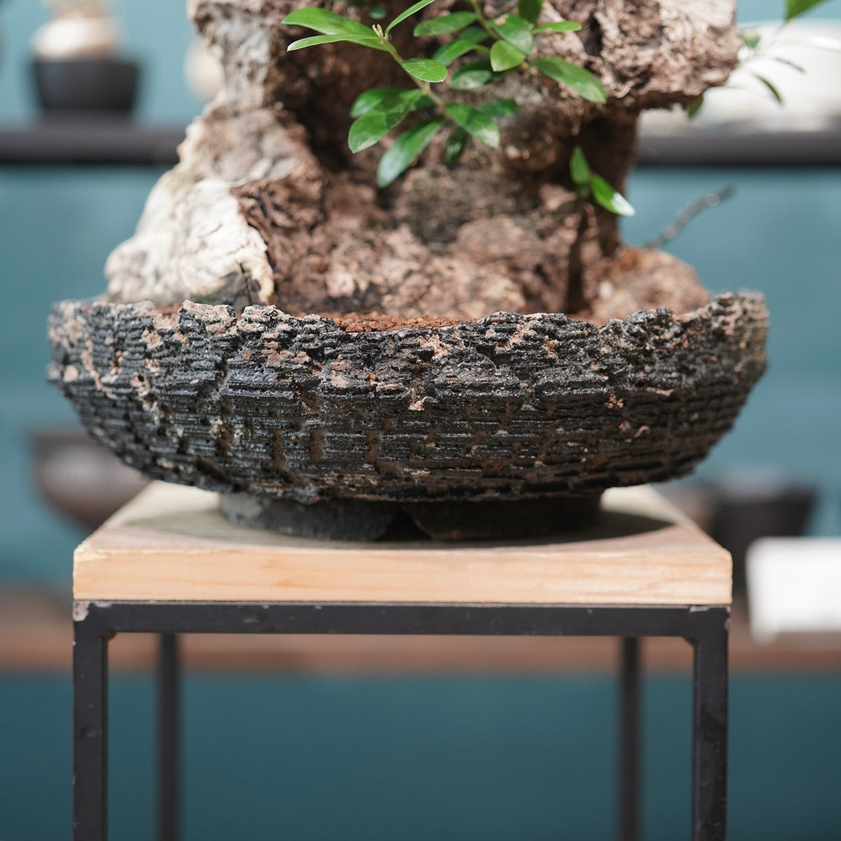 Mini-mini Old olive（古木オリーブ）× 宮島將實  "匣鉢穴窯灰埋焼成鉢"