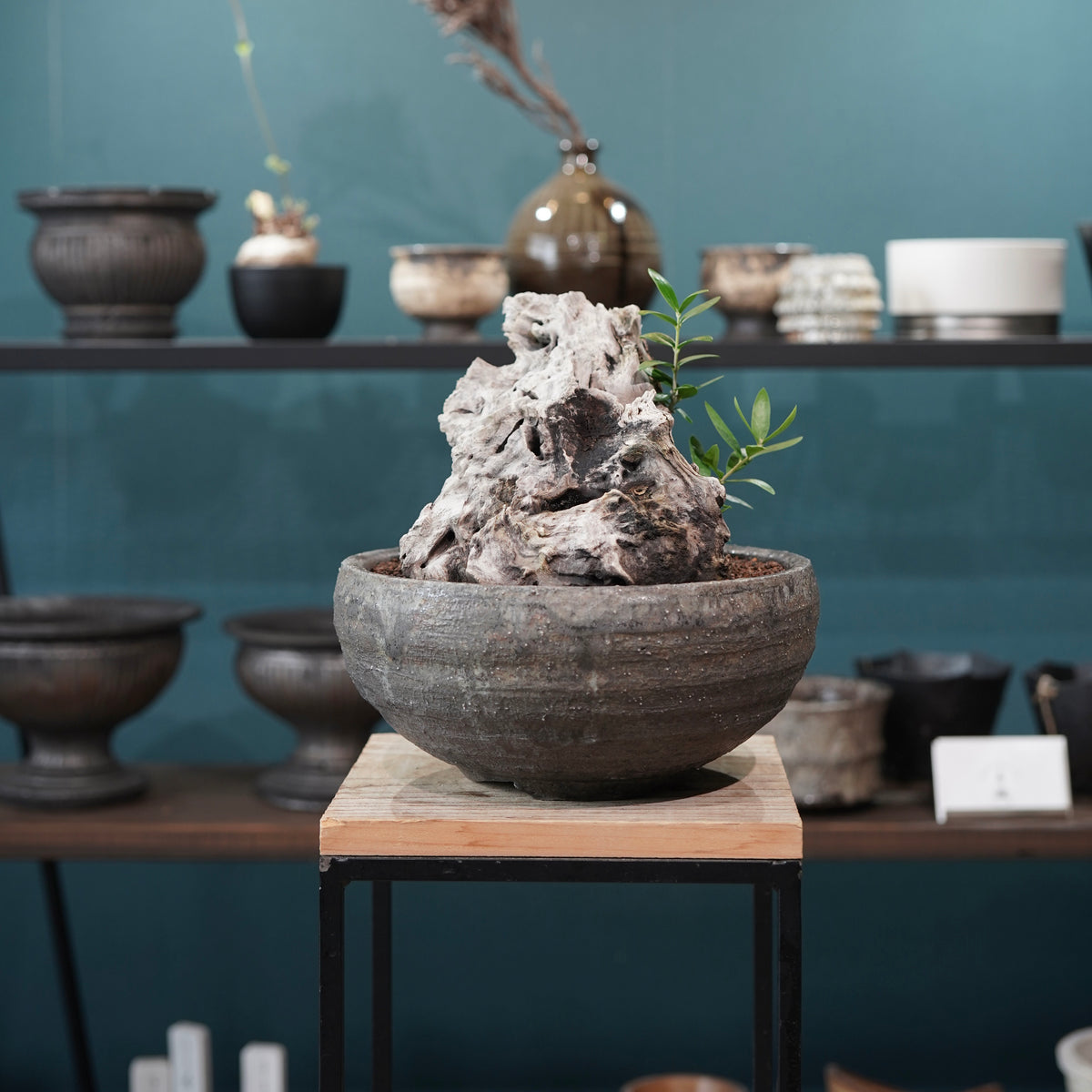 Mini-mini Old olive（古木オリーブ） ×小野瀬一 “archaic” No.1