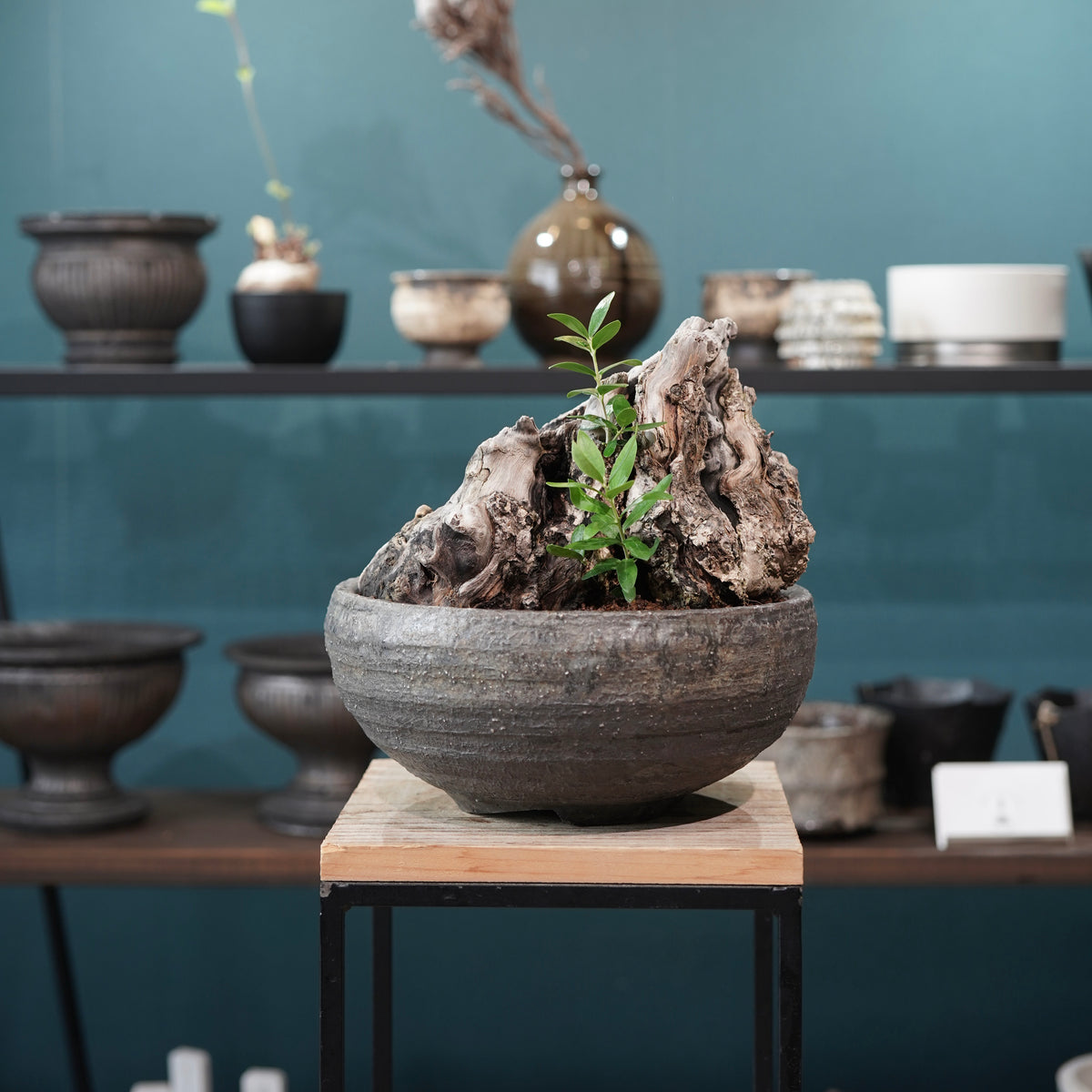 Mini-mini Old olive（古木オリーブ） ×小野瀬一 “archaic” No.1