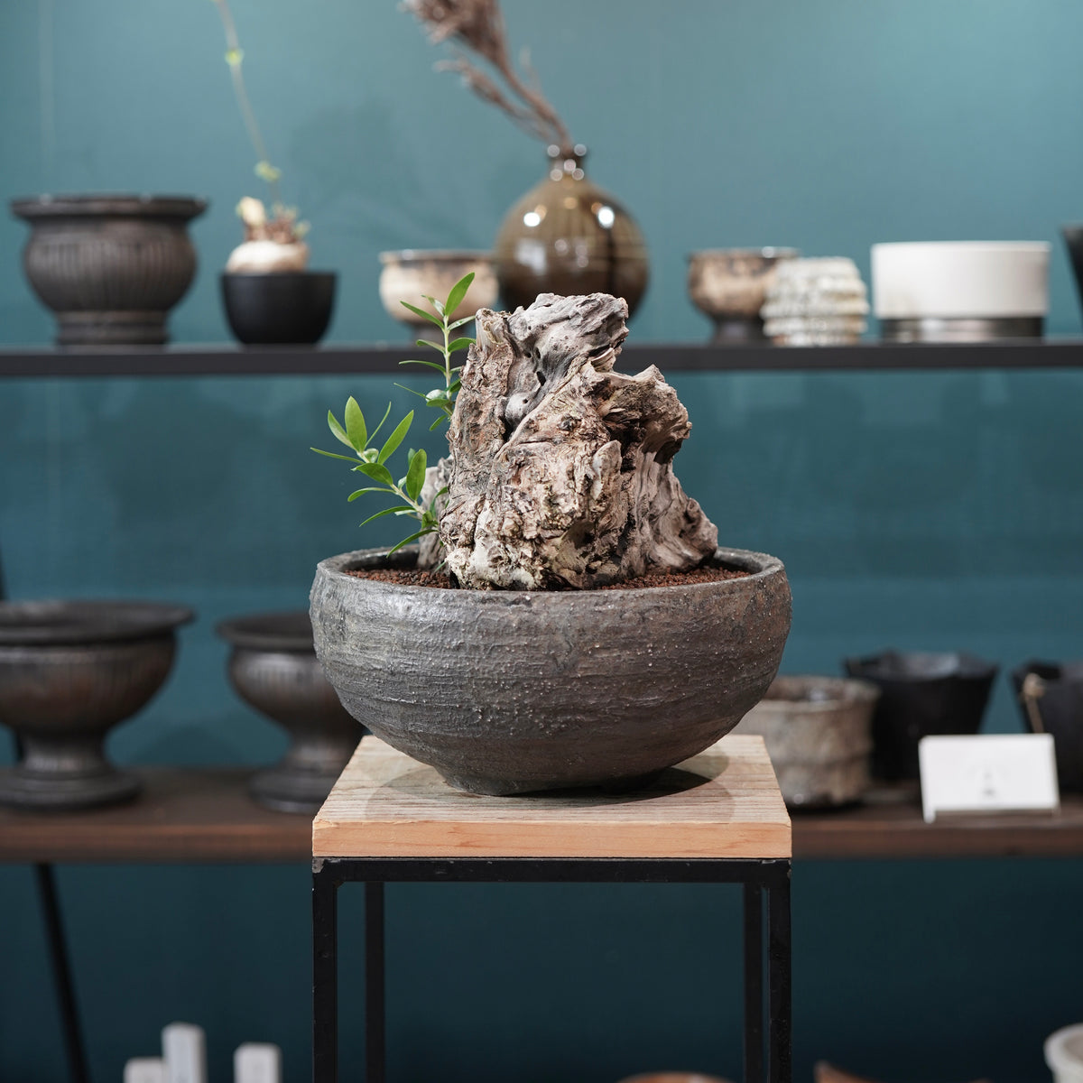 Mini-mini Old olive（古木オリーブ） ×小野瀬一 “archaic” No.1