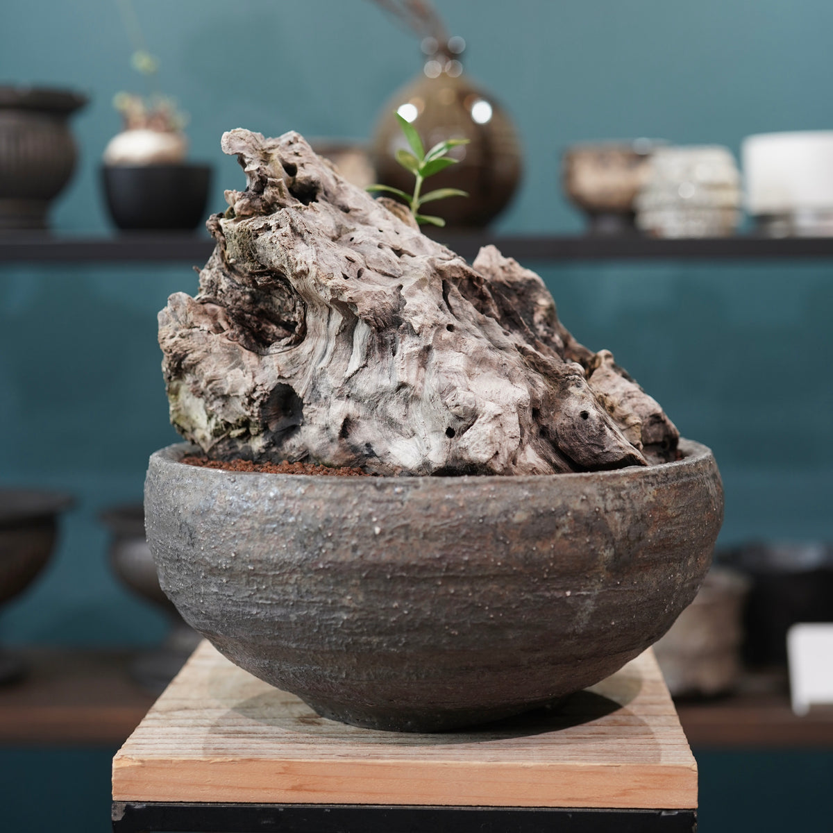 Mini-mini Old olive（古木オリーブ） ×小野瀬一 “archaic” No.1