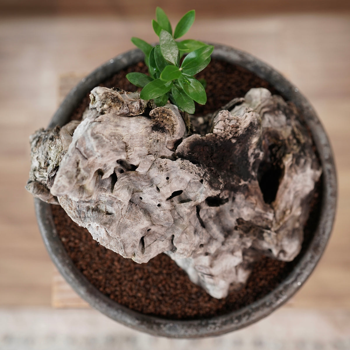 Mini-mini Old olive（古木オリーブ） ×小野瀬一 “archaic” No.1