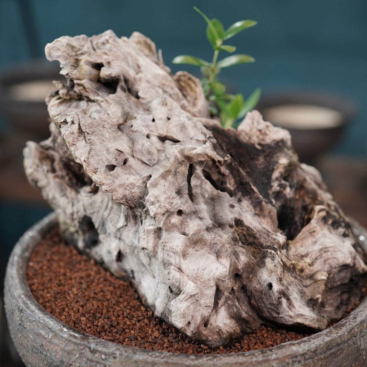 Mini-mini Old olive（古木オリーブ） ×小野瀬一 “archaic” No.1