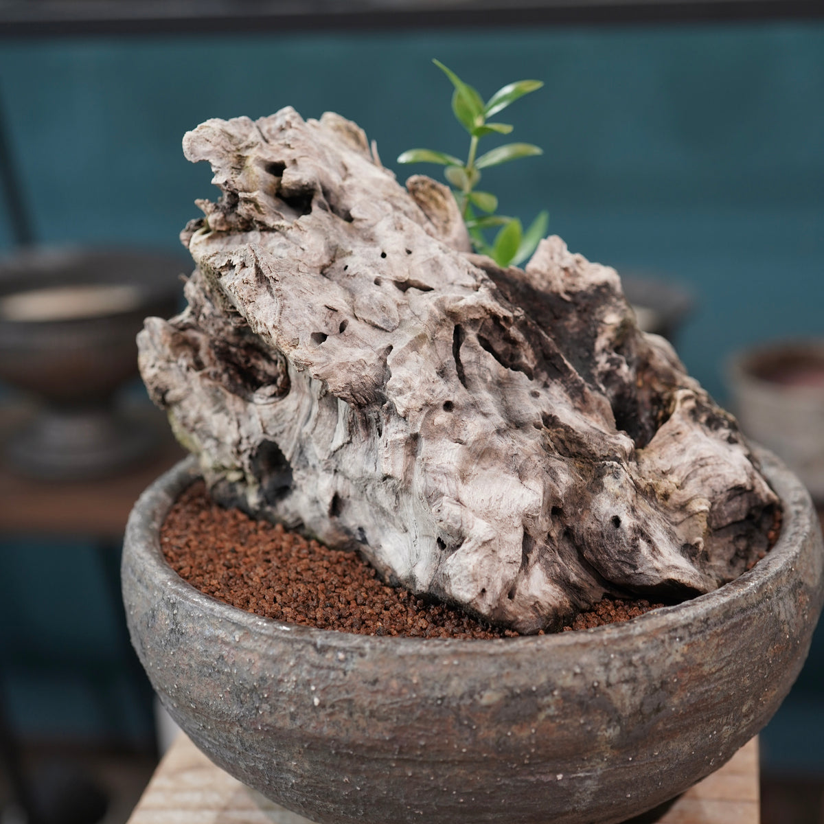 Mini-mini Old olive（古木オリーブ） ×小野瀬一 “archaic” No.1