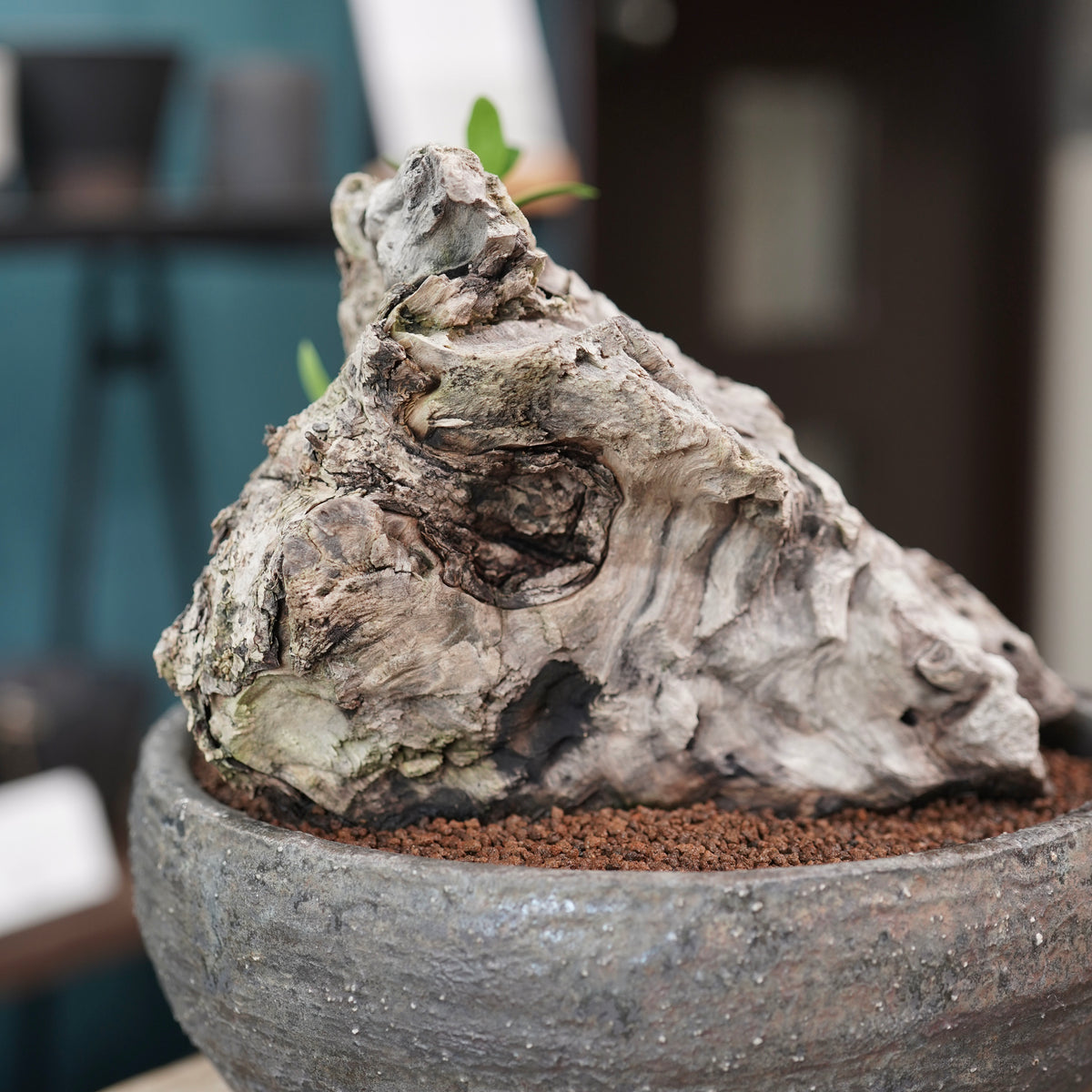 Mini-mini Old olive（古木オリーブ） ×小野瀬一 “archaic” No.1
