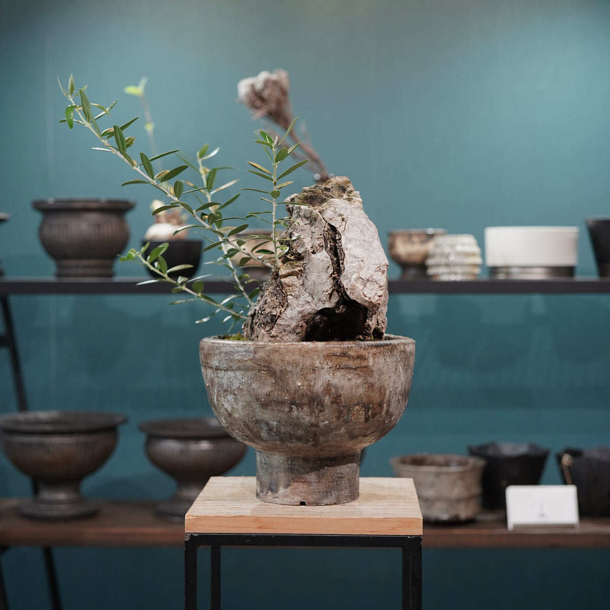 Mini-mini Old olive（古木オリーブ） ×小野瀬一 “archaic” No.2