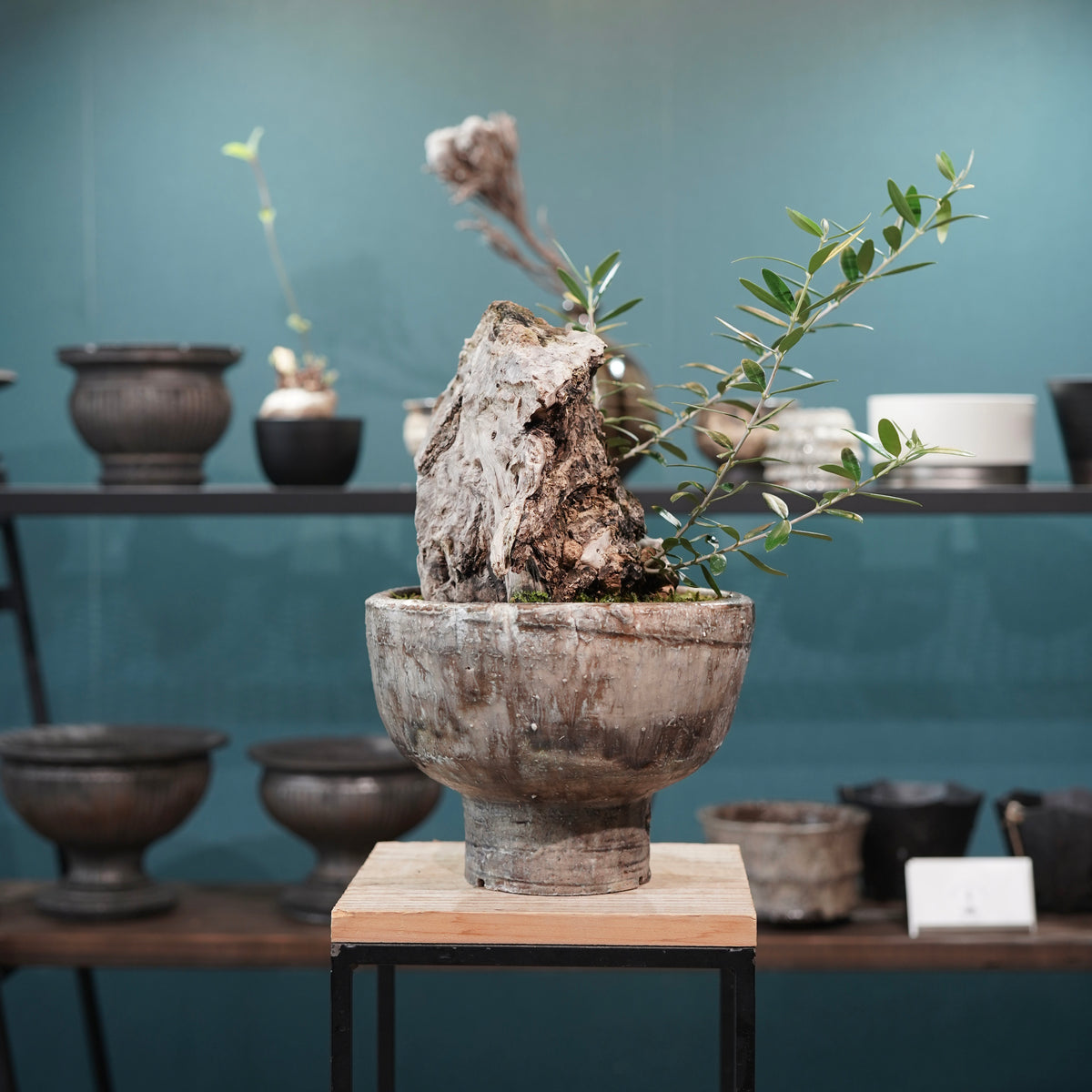 Mini-mini Old olive（古木オリーブ） ×小野瀬一 “archaic” No.2