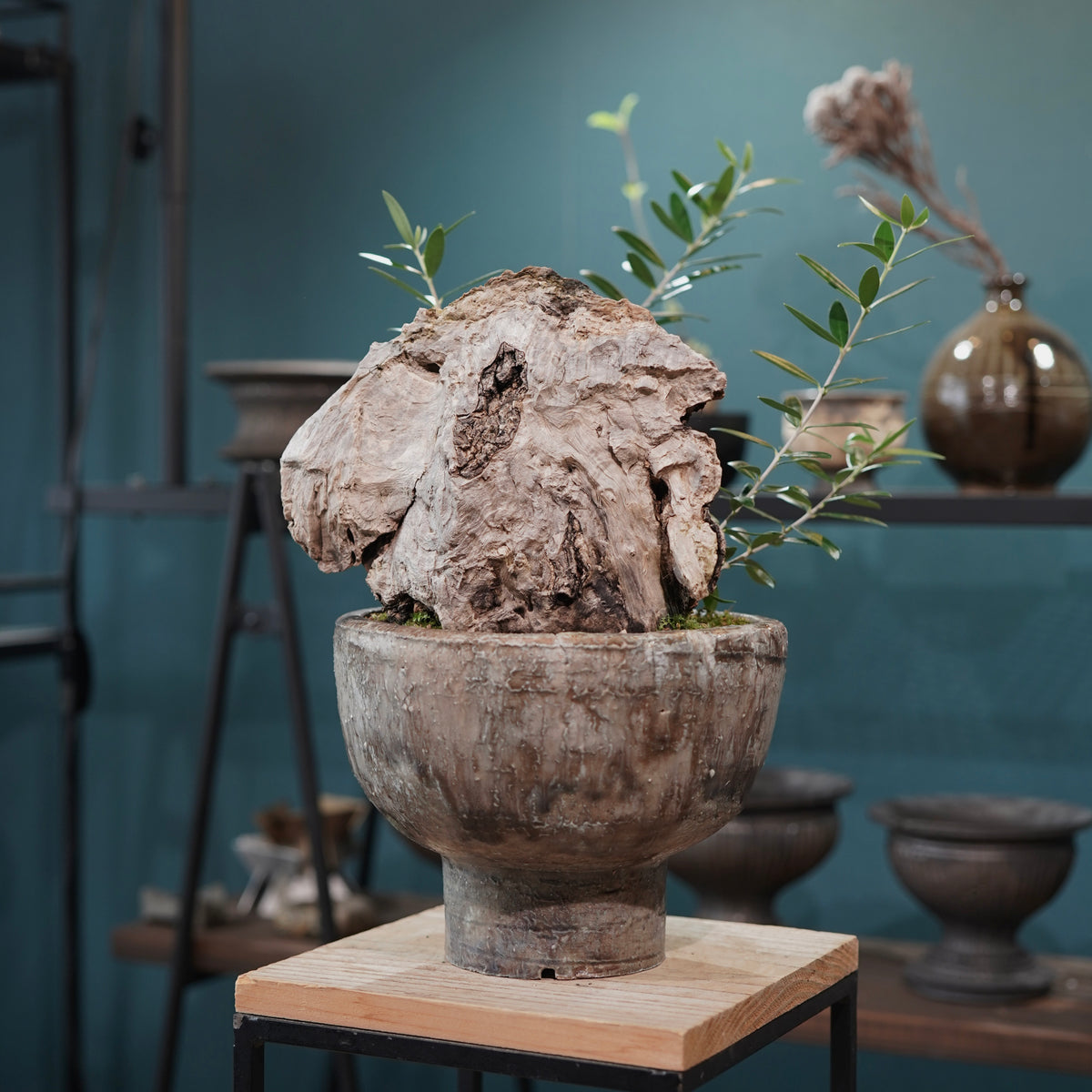 Mini-mini Old olive（古木オリーブ） ×小野瀬一 “archaic” No.2