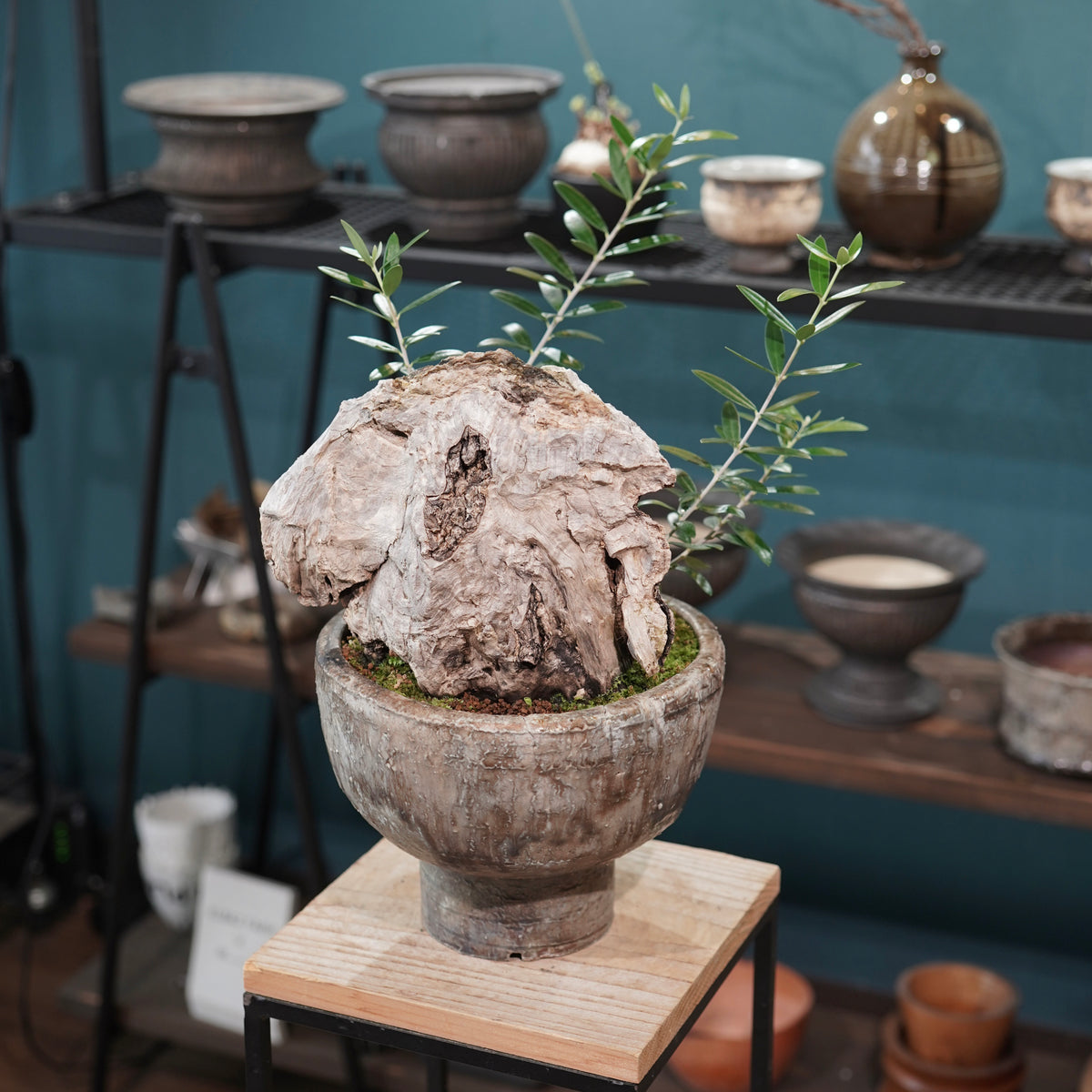 Mini-mini Old olive（古木オリーブ） ×小野瀬一 “archaic” No.2