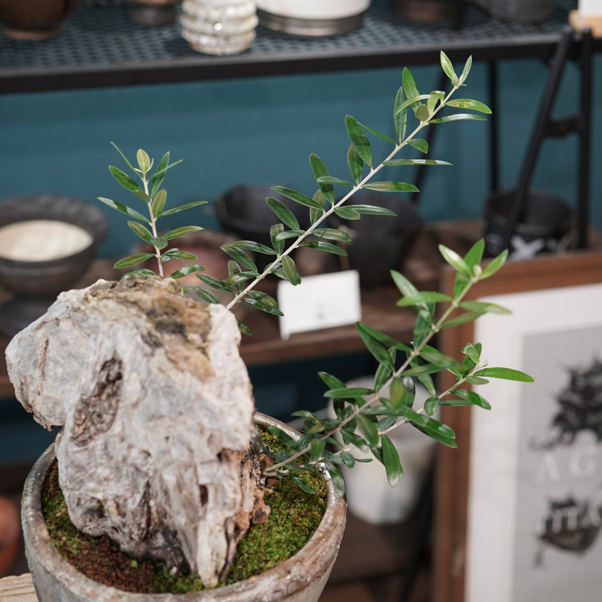Mini-mini Old olive（古木オリーブ） ×小野瀬一 “archaic” No.2