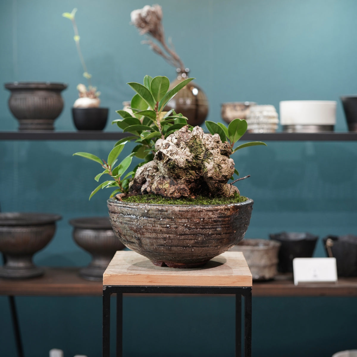 Ficus microcarpa(ガジュマル) × 小野瀬一 “archaic”