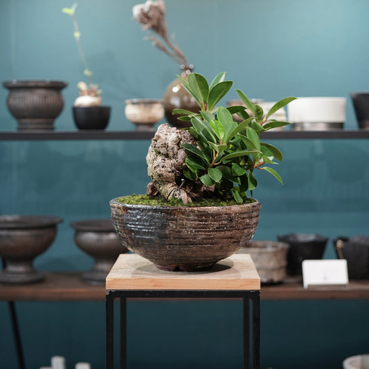 Ficus microcarpa(ガジュマル) × 小野瀬一 “archaic”