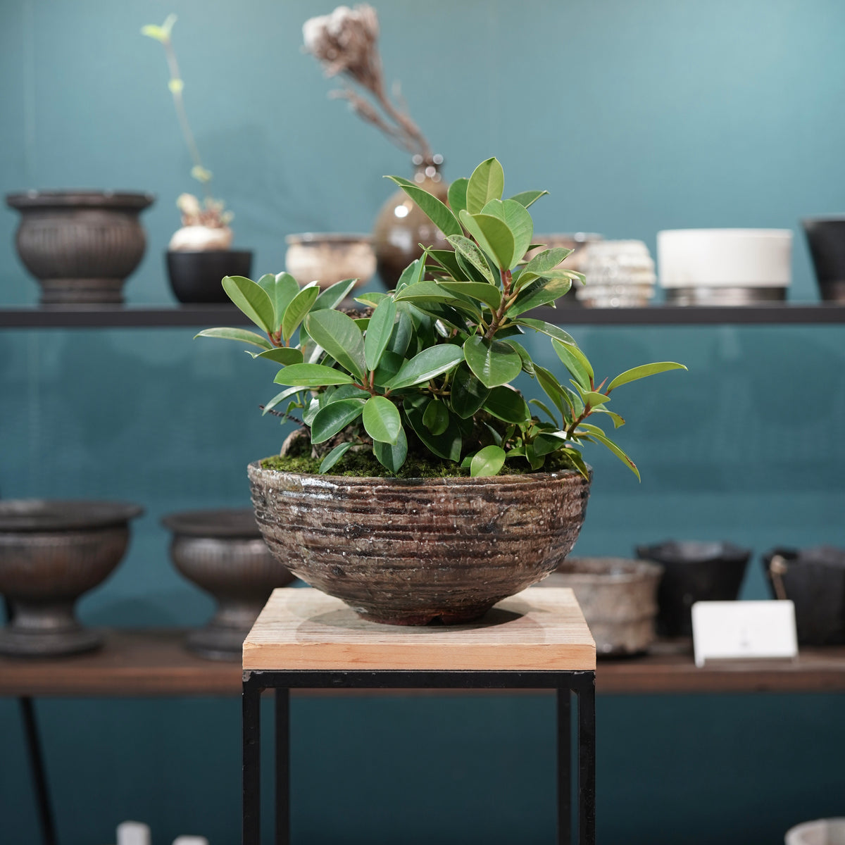 Ficus microcarpa(ガジュマル) × 小野瀬一 “archaic”