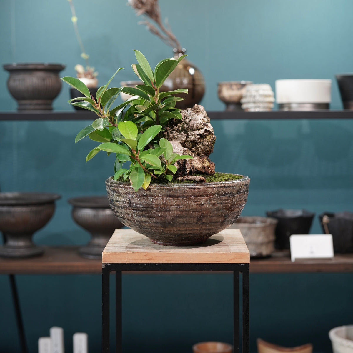 Ficus microcarpa(ガジュマル) × 小野瀬一 “archaic”
