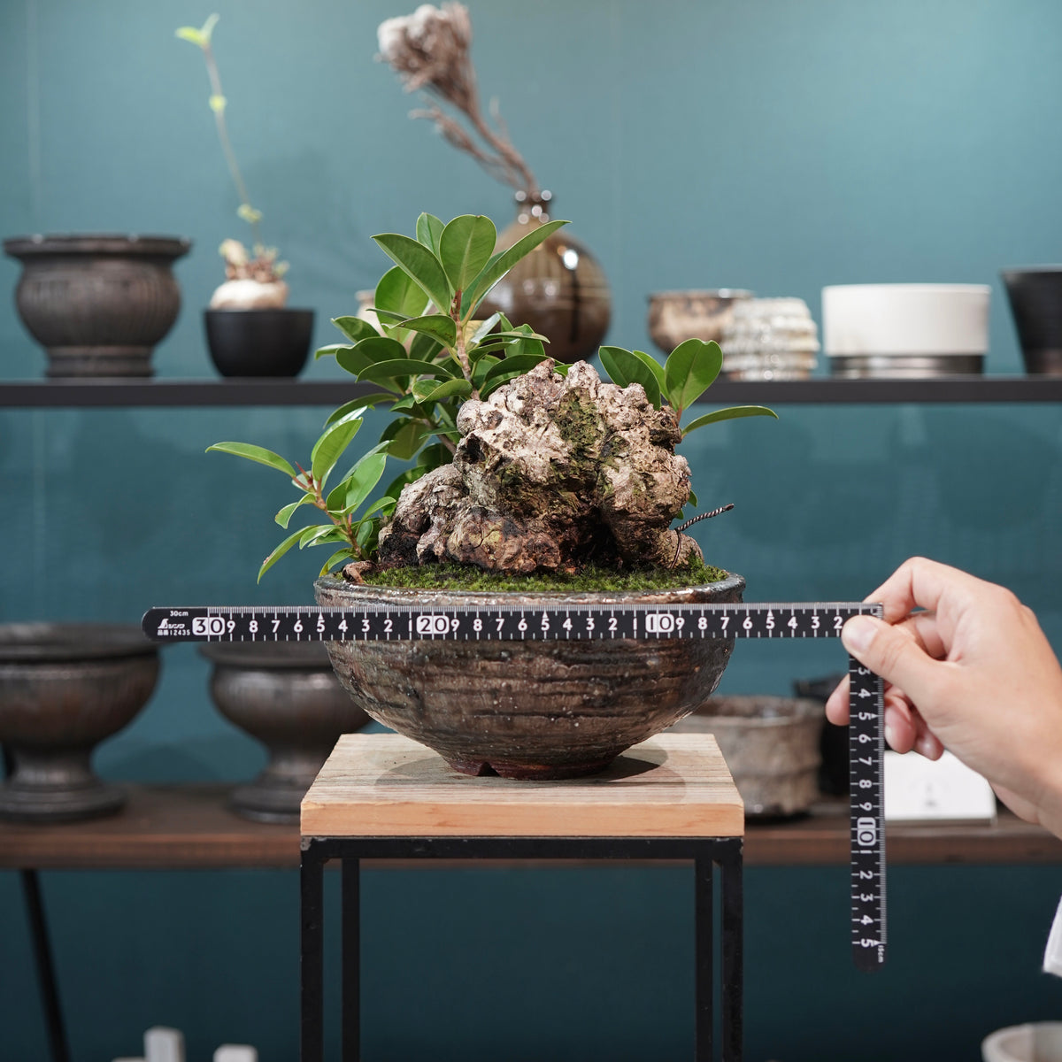 Ficus microcarpa(ガジュマル) × 小野瀬一 “archaic”