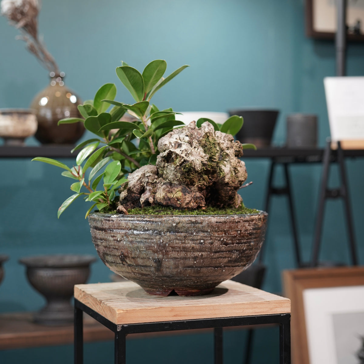 Ficus microcarpa(ガジュマル) × 小野瀬一 “archaic”