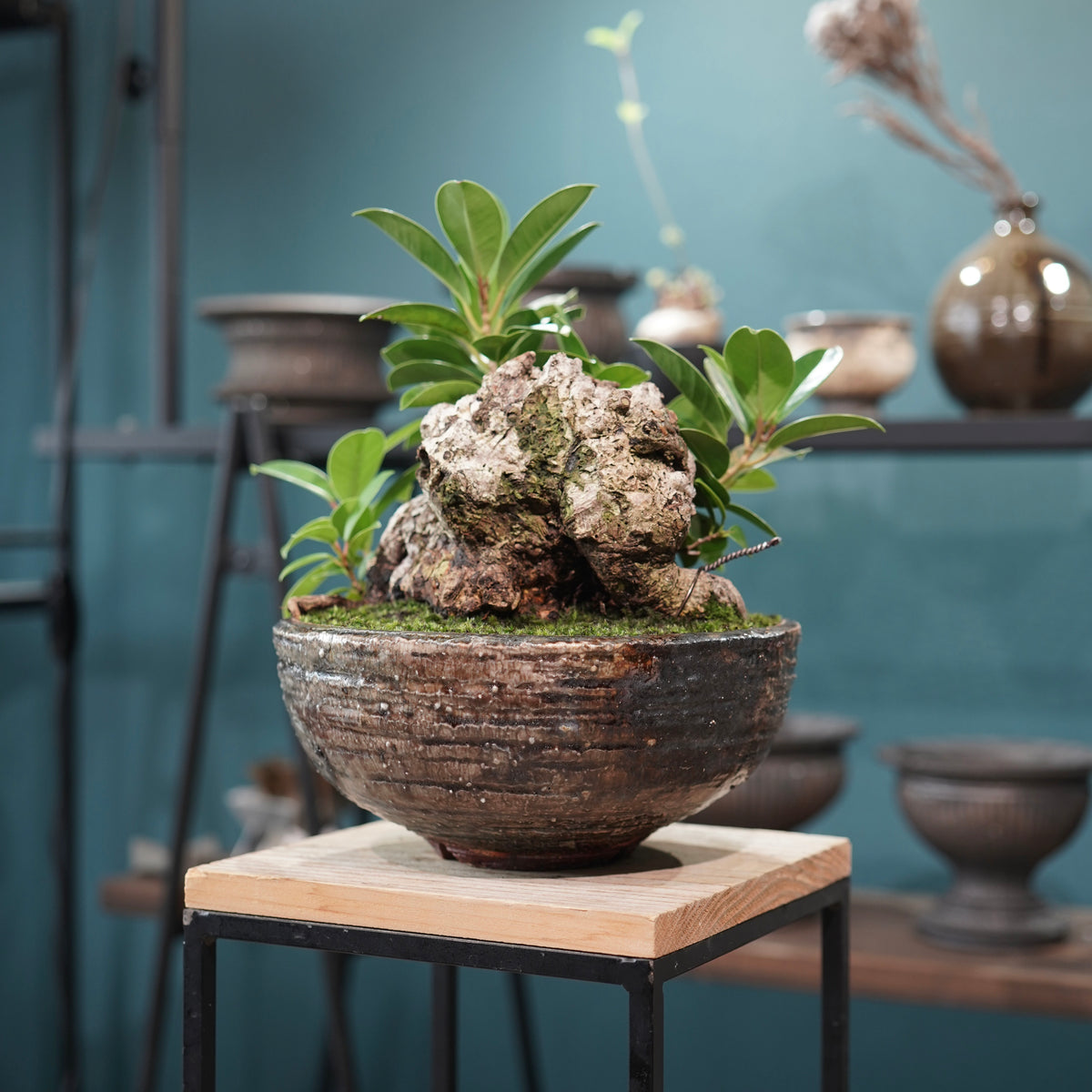 Ficus microcarpa(ガジュマル) × 小野瀬一 “archaic”