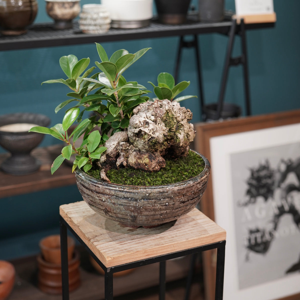 Ficus microcarpa(ガジュマル) × 小野瀬一 “archaic”