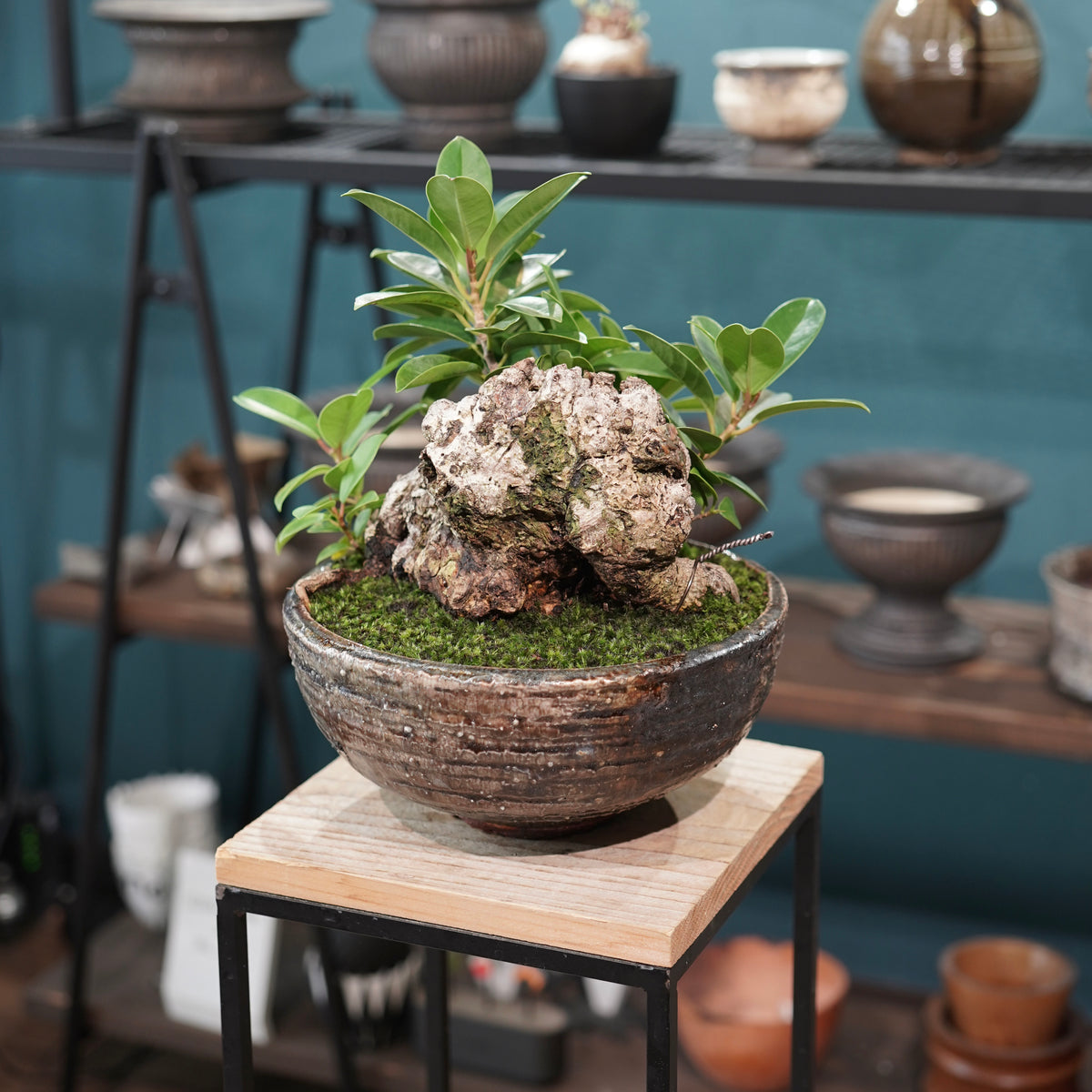 Ficus microcarpa(ガジュマル) × 小野瀬一 “archaic”